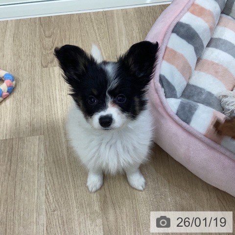 パピヨンの写真