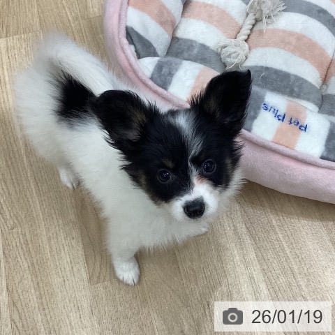 岐阜県のパピヨン (ペットプラス 各務原店/2025年11月9日生まれ/女の子/トライカラー)の子犬の4枚目の画像