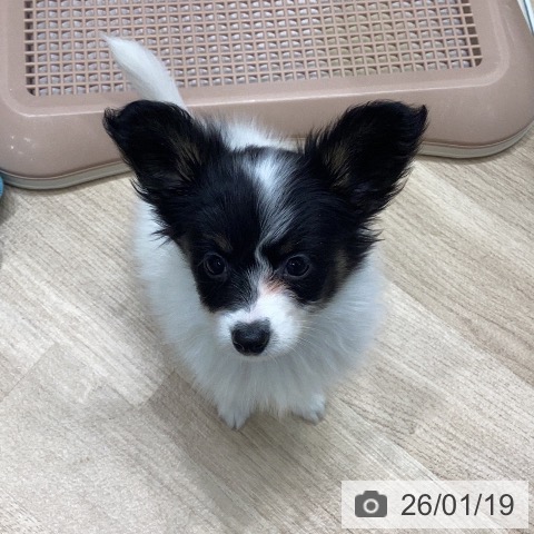 岐阜県のパピヨン (ペットプラス 各務原店/2025年11月9日生まれ/女の子/トライカラー)の子犬の3枚目の画像