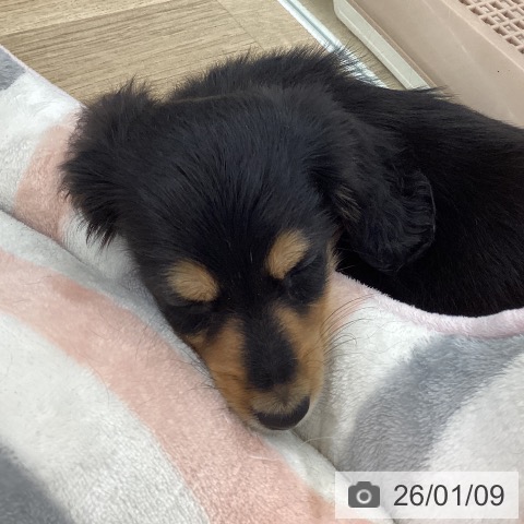 愛知県のミニチュアダックスフンド(ロング) (ペットプラス 千音寺店/2025年11月9日生まれ/男の子/ブラックタン)の子犬の3枚目の画像