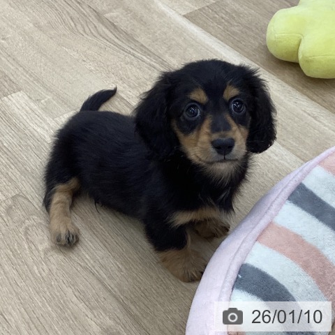 愛知県のミニチュアダックスフンド(ロング) (ペットプラス 千音寺店/2025年11月9日生まれ/男の子/ブラックタン)の子犬の4枚目の画像