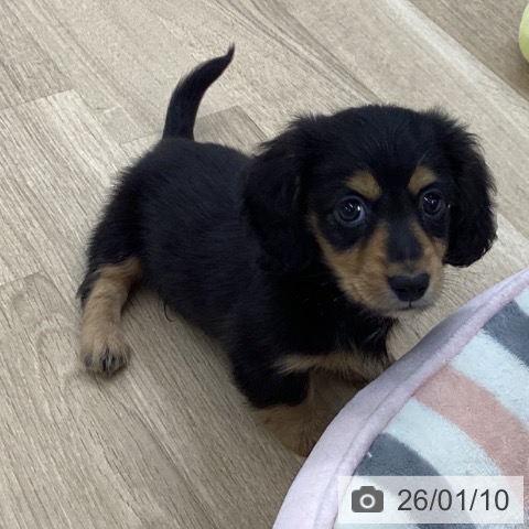 愛知県のミニチュアダックスフンド(ロング) (ペットプラス 千音寺店/2025年11月9日生まれ/男の子/ブラックタン)の子犬の3枚目の画像