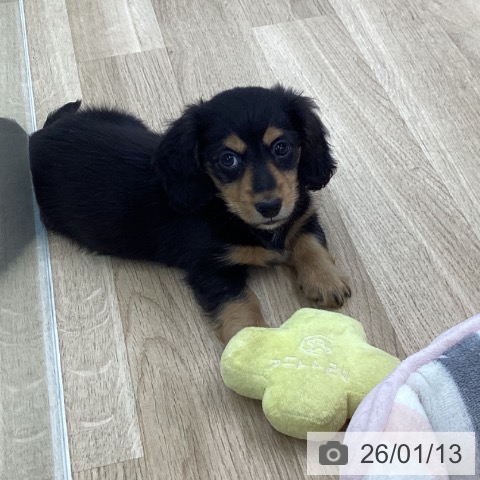 愛知県のミニチュアダックスフンド(ロング) (ペットプラス 千音寺店/2025年11月9日生まれ/男の子/ブラックタン)の子犬の3枚目の画像