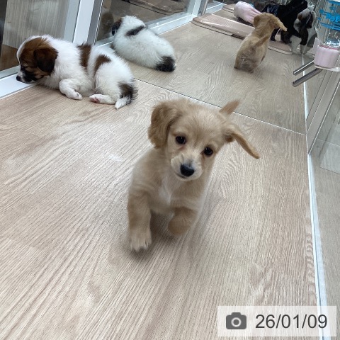 石川県のミニチュアダックスフンド(ロング) (ペットプラス 白山店/2025年11月9日生まれ/男の子/ゴールド)の子犬の4枚目の画像