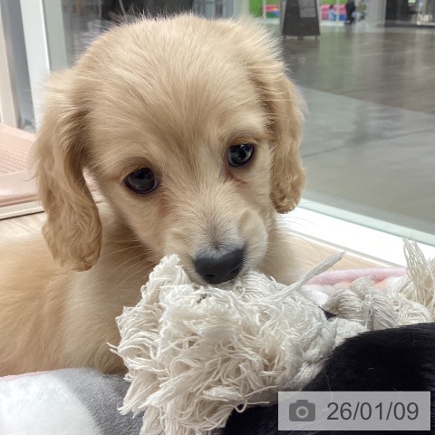 石川県のミニチュアダックスフンド(ロング) (ペットプラス 白山店/2025年11月9日生まれ/男の子/ゴールド)の子犬の3枚目の画像