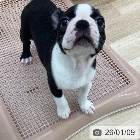 岐阜県のボストンテリア (ペットプラス 各務原店/2025年11月6日生まれ/男の子/ボストンカラー)の子犬の4枚目の画像