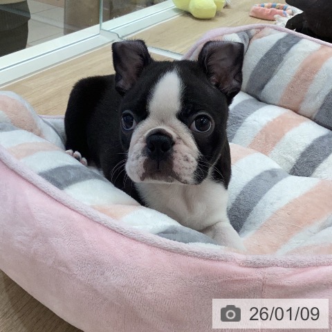 岐阜県のボストンテリア (ペットプラス 各務原店/2025年11月6日生まれ/男の子/ボストンカラー)の子犬の3枚目の画像