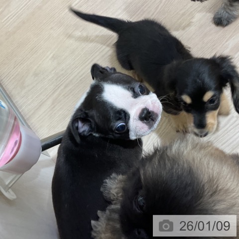 愛知県のボストンテリア (ペットプラス ナゴヤドーム前店/2025年11月6日生まれ/女の子/ボストンカラー)の子犬の3枚目の画像