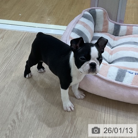 愛知県のボストンテリア (ペットプラス ナゴヤドーム前店/2025年11月6日生まれ/女の子/ボストンカラー)の子犬の3枚目の画像