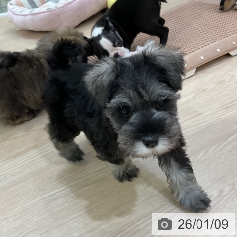 愛知県のミニチュアシュナウザー (ペットプラス ナゴヤドーム前店/2025年11月8日生まれ/男の子/ソルトペッパー)の子犬の4枚目の画像