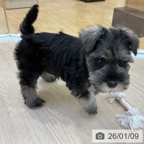 愛知県のミニチュアシュナウザー (ペットプラス ナゴヤドーム前店/2025年11月8日生まれ/男の子/ソルトペッパー)の子犬の3枚目の画像