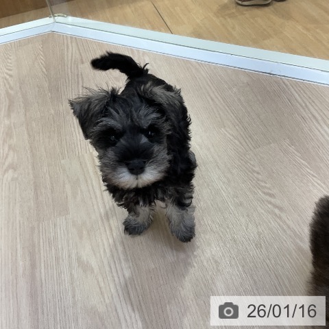 愛知県のミニチュアシュナウザー (ペットプラス ナゴヤドーム前店/2025年11月8日生まれ/男の子/ソルトペッパー)の子犬の4枚目の画像
