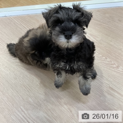 愛知県のミニチュアシュナウザー (ペットプラス ナゴヤドーム前店/2025年11月8日生まれ/男の子/ソルトペッパー)の子犬の3枚目の画像