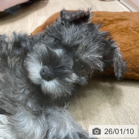 愛知県のミニチュアシュナウザー (ペットプラス 則武新町店/2025年11月8日生まれ/女の子/ソルトペッパー)の子犬の3枚目の画像