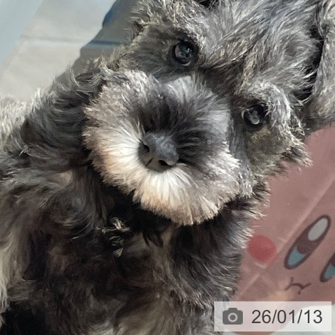 ミニチュア・シュナウザーの写真