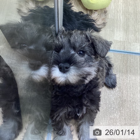 愛知県のミニチュアシュナウザー (ペットプラス 則武新町店/2025年11月8日生まれ/女の子/ソルトペッパー)の子犬の4枚目の画像