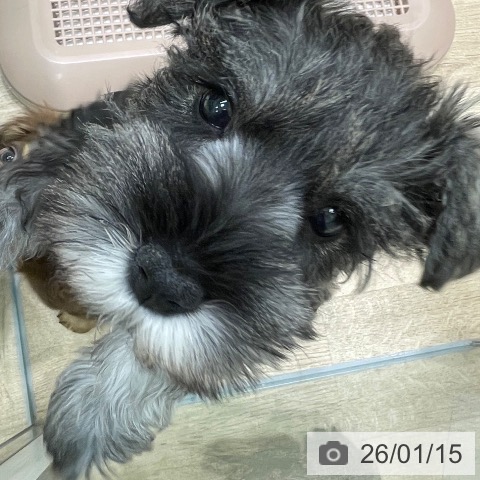 愛知県のミニチュアシュナウザー (ペットプラス 則武新町店/2025年11月8日生まれ/女の子/ソルトペッパー)の子犬の3枚目の画像
