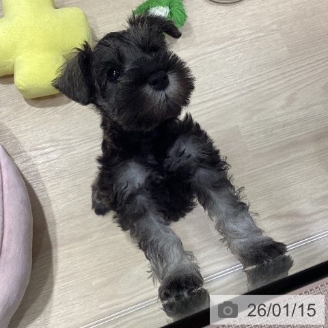 ミニチュア・シュナウザーの写真