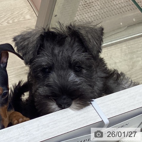 ミニチュア・シュナウザーの写真