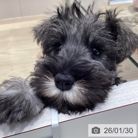 ミニチュア・シュナウザーの写真