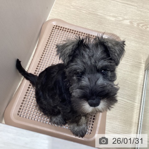 ミニチュア・シュナウザーの写真