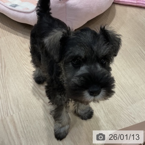 ミニチュア・シュナウザーの写真