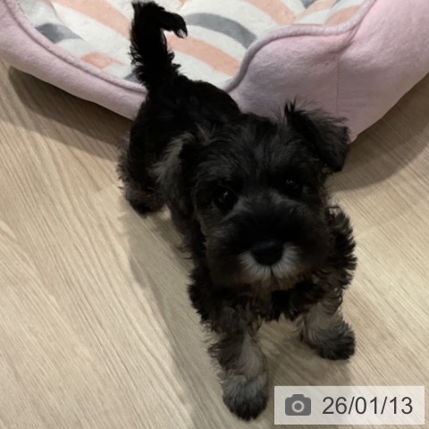 ミニチュア・シュナウザーの写真