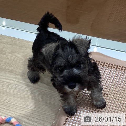 ミニチュア・シュナウザーの写真