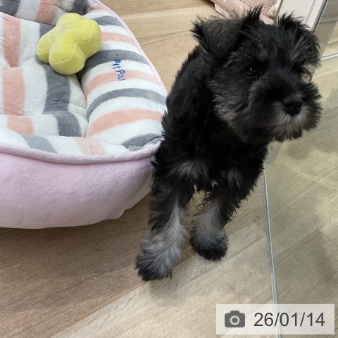 愛知県のミニチュアシュナウザー (ペットプラス mozoワンダーシティ店/2025年11月8日生まれ/女の子/ソルトペッパー)の子犬の4枚目の画像