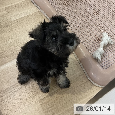 愛知県のミニチュアシュナウザー (ペットプラス mozoワンダーシティ店/2025年11月8日生まれ/女の子/ソルトペッパー)の子犬の3枚目の画像