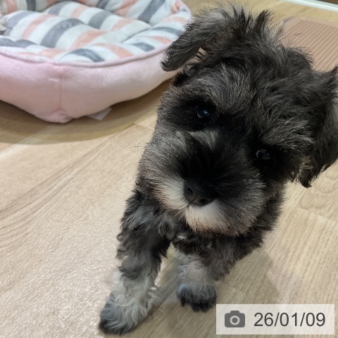 愛知県のミニチュアシュナウザー (ペットプラス 岡崎店/2025年11月8日生まれ/女の子/ソルトペッパー)の子犬の3枚目の画像