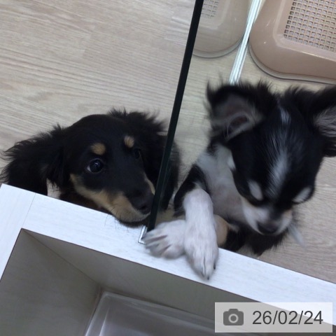 ミニチュア・ダックスフンドの写真