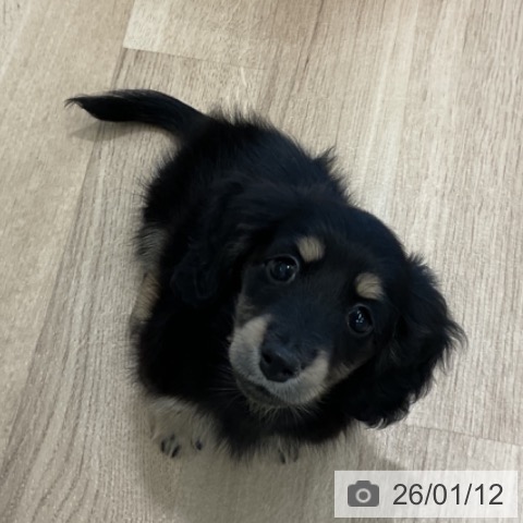 愛知県のミニチュアダックスフンド(ロング) (ペットプラス 熱田店/2025年11月8日生まれ/女の子/ブラックイエロー)の子犬の4枚目の画像