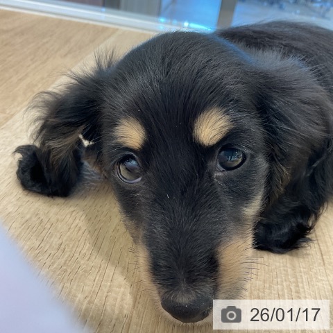 愛知県のミニチュアダックスフンド(ロング) (ペットプラス 熱田店/2025年11月8日生まれ/女の子/ブラックイエロー)の子犬の3枚目の画像