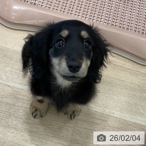 愛知県のミニチュアダックスフンド(ロング) (ペットプラス 熱田店/2025年11月8日生まれ/女の子/ブラックイエロー)の子犬の3枚目の画像