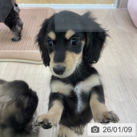 愛知県のミニチュアダックスフンド(ロング) (ペットプラス ナゴヤドーム前店/2025年11月8日生まれ/女の子/ブラックイエロー)の子犬の4枚目の画像