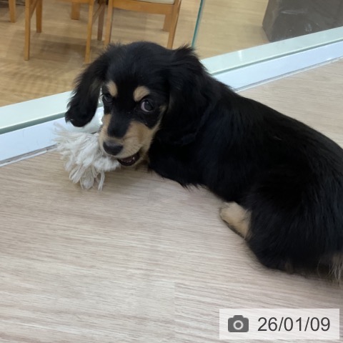 愛知県のミニチュアダックスフンド(ロング) (ペットプラス ナゴヤドーム前店/2025年11月8日生まれ/女の子/ブラックイエロー)の子犬の3枚目の画像