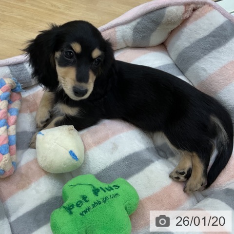 愛知県のミニチュアダックスフンド(ロング) (ペットプラス ナゴヤドーム前店/2025年11月8日生まれ/女の子/ブラックイエロー)の子犬の3枚目の画像