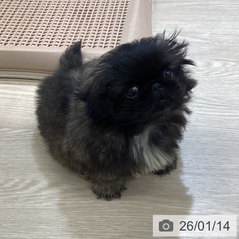 富山県のペキニーズ (ペットプラス 高岡店/2025年11月6日生まれ/男の子/レッドブラックマスク)の子犬の3枚目の画像