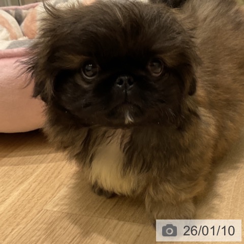 三重県のペキニーズ (ペットプラス 鈴鹿店/2025年11月6日生まれ/男の子/レッドブラックマスク)の子犬の3枚目の画像