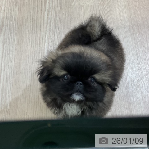 愛知県のペキニーズ (ペットプラス ナゴヤドーム前店/2025年11月6日生まれ/女の子/レッドブラックマスク)の子犬の4枚目の画像