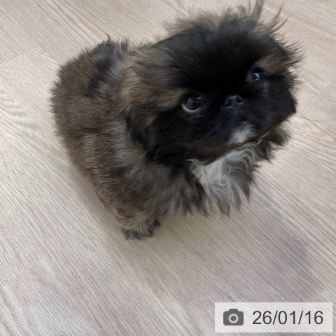 愛知県のペキニーズ (ペットプラス ナゴヤドーム前店/2025年11月6日生まれ/女の子/レッドブラックマスク)の子犬の4枚目の画像