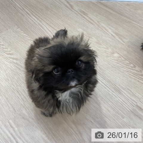 愛知県のペキニーズ (ペットプラス ナゴヤドーム前店/2025年11月6日生まれ/女の子/レッドブラックマスク)の子犬の3枚目の画像