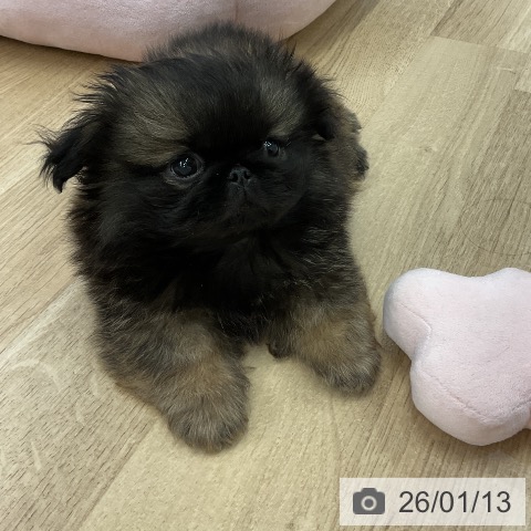 愛知県のペキニーズ (ペットプラス mozoワンダーシティ店/2025年11月8日生まれ/男の子/レッドブラックマスク)の子犬の4枚目の画像