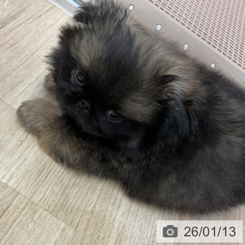 愛知県のペキニーズ (ペットプラス mozoワンダーシティ店/2025年11月8日生まれ/男の子/レッドブラックマスク)の子犬の3枚目の画像