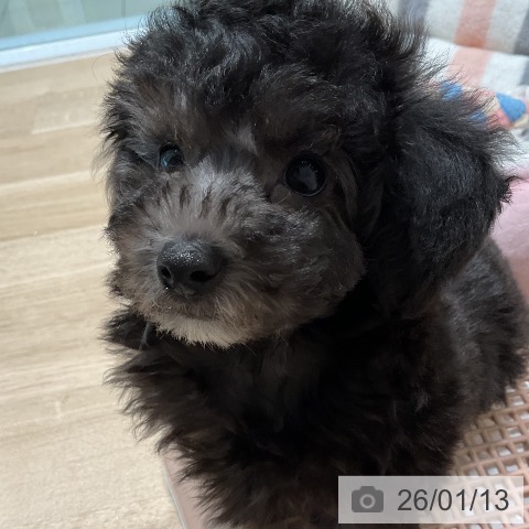 三重県のトイプードル(トイ) (ペットプラス 鈴鹿店/2025年11月8日生まれ/男の子/シルバー)の子犬の4枚目の画像