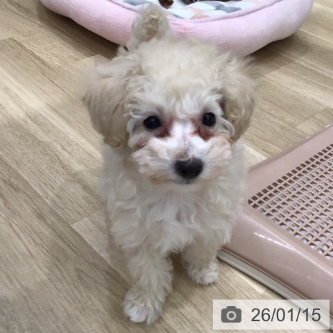岐阜県のトイプードル(トイ) (ペットプラス 各務原店/2025年11月8日生まれ/女の子/クリーム)の子犬の4枚目の画像