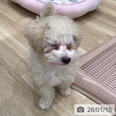 岐阜県のトイプードル(トイ) (ペットプラス 各務原店/2025年11月8日生まれ/女の子/クリーム)の子犬の3枚目の画像