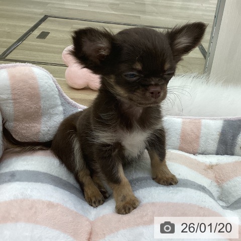 愛知県のチワワ(ロング) (ペットプラス mozoワンダーシティ店/2025年10月29日生まれ/男の子/チョコレートタン)の子犬の4枚目の画像