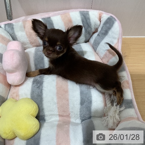 愛知県のチワワ(ロング) (ペットプラス ナゴヤドーム前店/2025年10月29日生まれ/男の子/チョコレートタン)の子犬の4枚目の画像